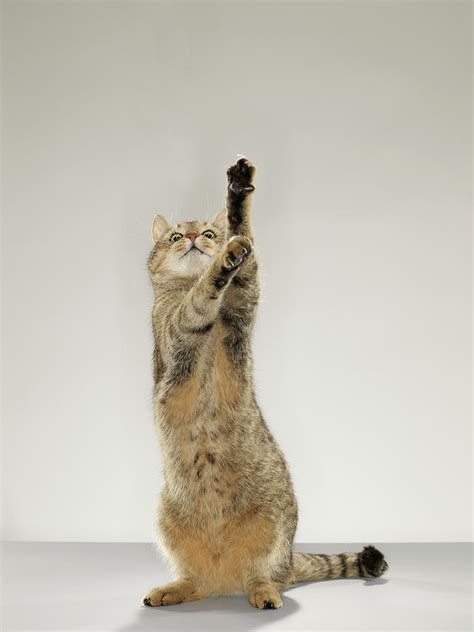 Tabby Cat Standing On Hind Legs With Photograph By Michael Blann Pixels