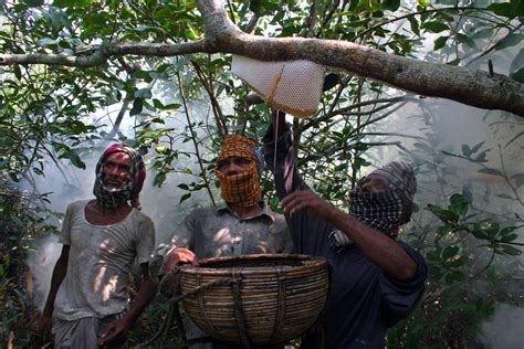 Honey Hunter At Sundarban In Bangladesh Smithsonian Photo Contest