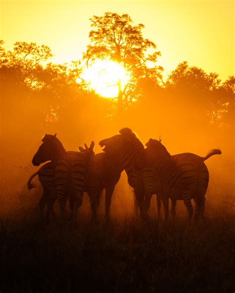 chuck babbitt photography africa sunset zebras