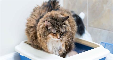 Old Cat Diarrhea Causes And Treatment For Diarrhea In Senior Cats