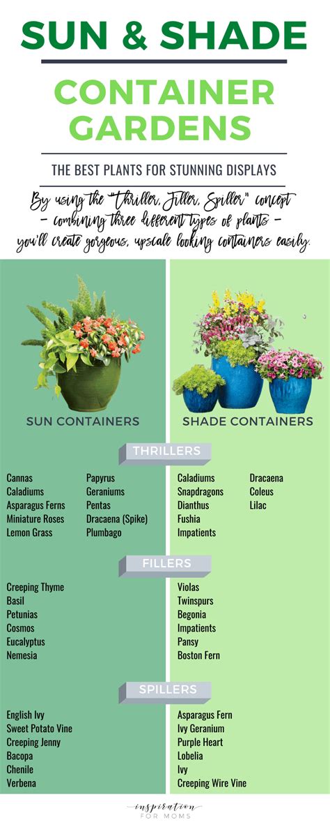 Sun And Shade Container Garden Ideas Inspiration For Moms