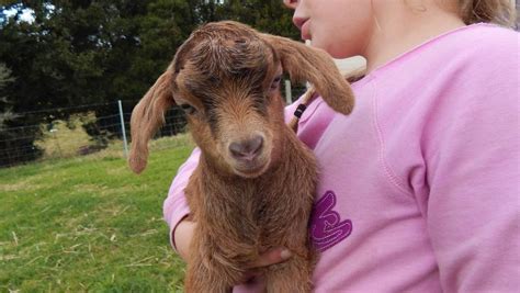 See more ideas about goats, baby goats, cute goats. Mini goats becoming increasingly popular in Australia as ...