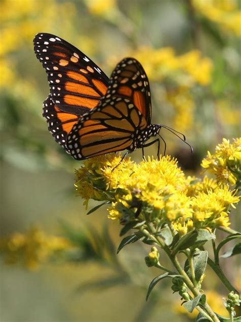 Iowa Launches Plan To Save Threatened Monarch Butterflies Monarch