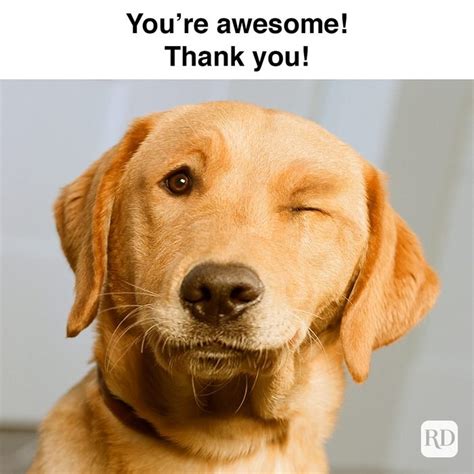 30 Funny Thank You Memes 2024 Shareable Thank You Memes