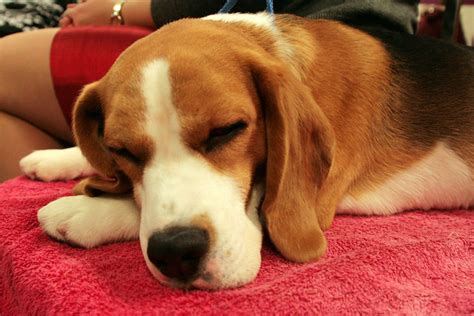 beagle flickr photo sharing
