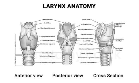 Thyroid Cartilage Anatomy Functions Diagram Facts Faq