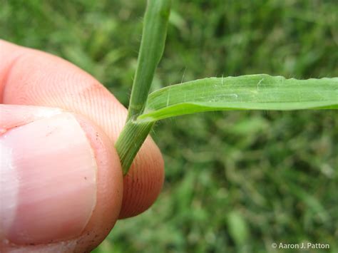 Purdue Turf Tips Weed Of The Month For March 2013 Is Large Crabgrass