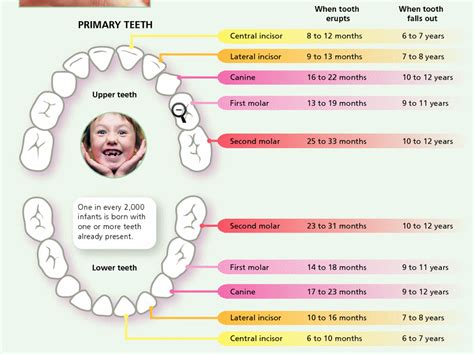 Primary Teeth Permanent Teeth Chart Kids Dentist Tooth Chart Baby
