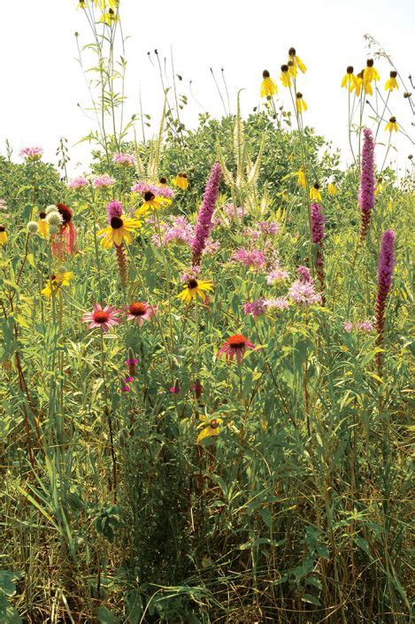 Tallgrass Prairie Seed Mix For Medium Soils Prairie Flower Prairie