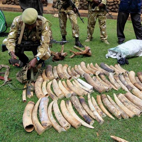 Spokesman Says Church Condemns Ivory Hunters Slaughter Of Elephants