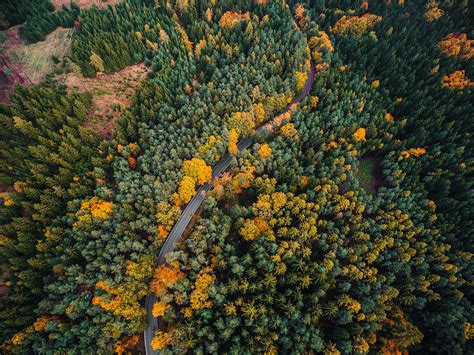 Lonely Road In Forest Aerial View Free Stock Photo Picjumbo