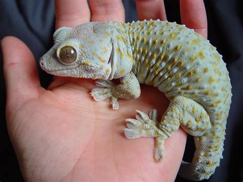 Cool Exotic Reptile Pets | Pets Animals US