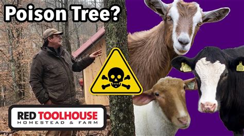 Will Black Cherry Tree Poison Your Livestock Youtube