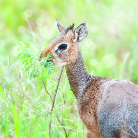 Dik Dik Antelope Photograph By Antonio Busiello Pixels