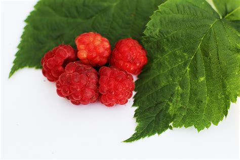 Gambar Menanam Frambos Buah Berry Bunga Dedaunan Makanan Menghasilkan Blackberry