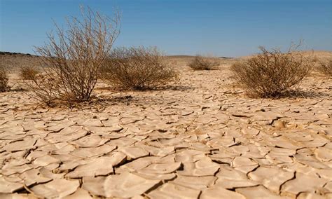 Governo LanÇa Concurso Para Projetos De Combate À DesertificaÇÃo Canal N