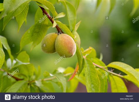 Peach Young Fruit Garden Hi Res Stock Photography And Images Alamy