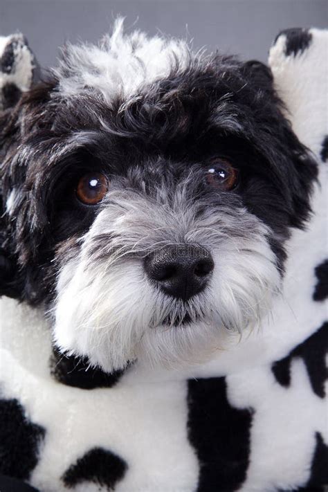 Beautiful Little Black And White Dog Stock Photo Image Of Canine