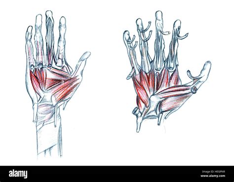 Los Músculos De La Mano Dibujados A Mano Dibujo Ilustración Médica Con