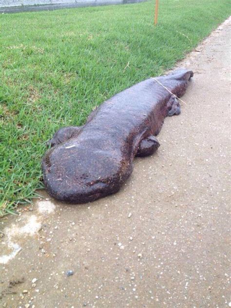 This Giant Salamander Crawled Out Of A River In Kyoto Japan R