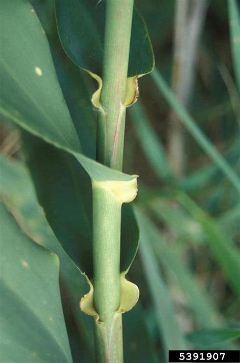 Giant Reed Arundo Donax