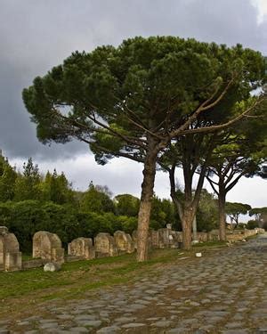 Pianta Di Pinus Pinea Il Sorbo Vivai Di Antonio Santini