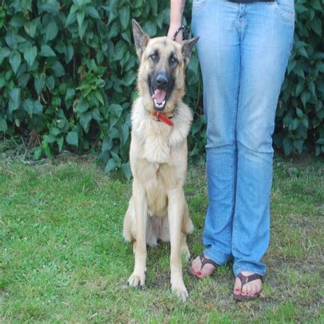 Kia 11 Month Old Female German Shepherd Dog Available For Adoption