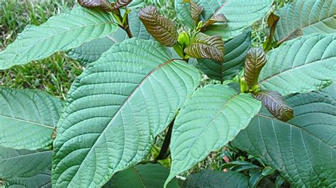 Kratom Consumer Protection Act Will Add Much Needed Regulation To The