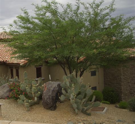 Is It Time To Prune Your Arizona Landscaping Plants