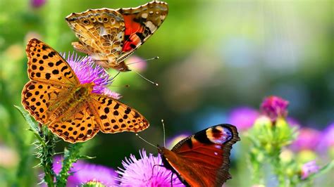 Three Beautiful Butterflies Hd Wallpapers