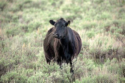 20 Photos Of Black Angus Todd Klassy Photography