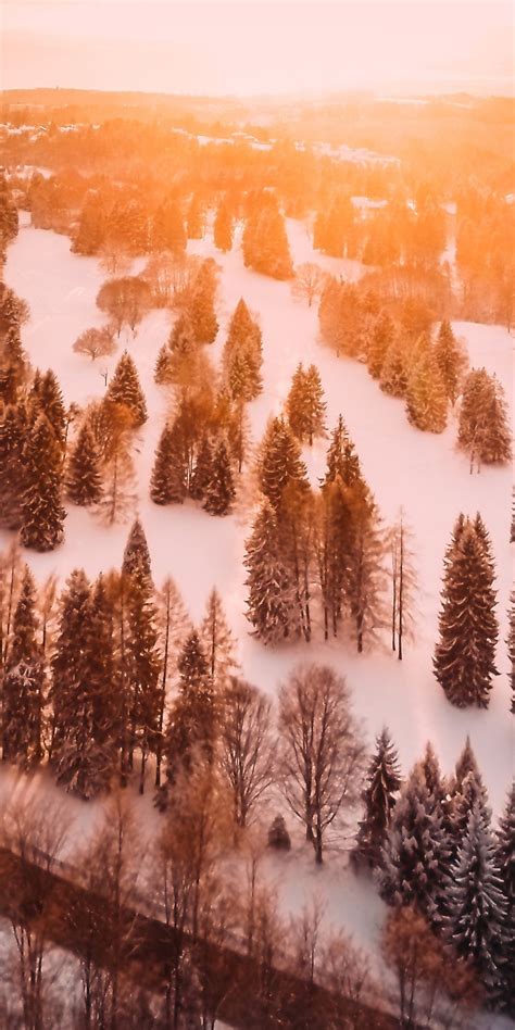 Sunrise Cold Forest Pine Trees Morning 1080x2160 Wallpaper