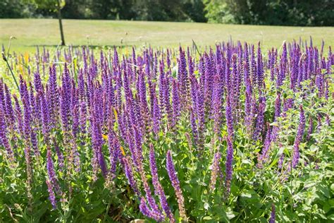Create your own stunning floral arrangements. Long Stem Plant With Purple Flower | Best Flower Site