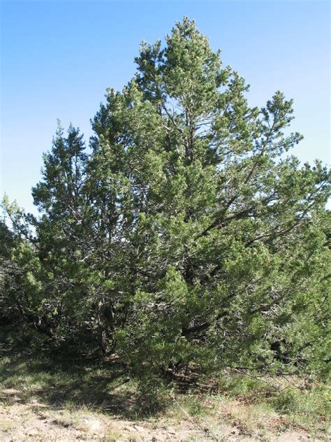 Pinyon Pine Pinus Edulis