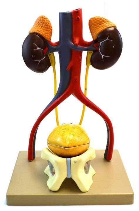 Eisco Labs Male Urinary System Model Life Size Free Standing 15