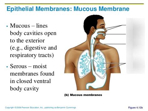 Mucous Membrane Diagram