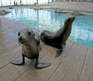 Sea lions can pivot their hind flippers to walk on land, but seals cannot. The Difference Between Sea Lions and Seals