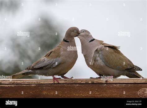 Two Doves Kissing On A Fence Stock Photo Alamy