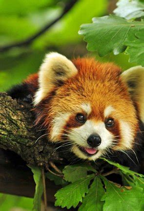 A notable name of sikkim wildlife is home to some of the most exotic animals such as the asiatic black bear, red fox and about 300 red pandas which also happens to be the largest number in the world reserved at one place. Sikkim Animals Name : Wildlife / 1000's of names are ...