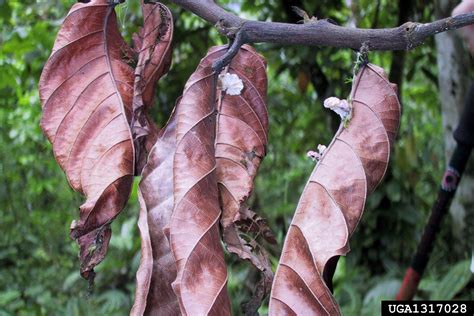 Escoba De Bruja Del Cacao Bajo Vigilancia Activa Secretar A De