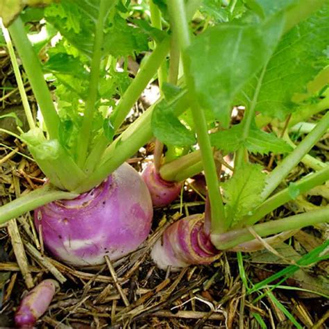 Purple Top Globe Heirloom Turnip Seeds Terroir Seeds