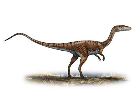 10 Inch Photo Coelophysis Bauri A Prehistoric Era Dinosaur In 2021