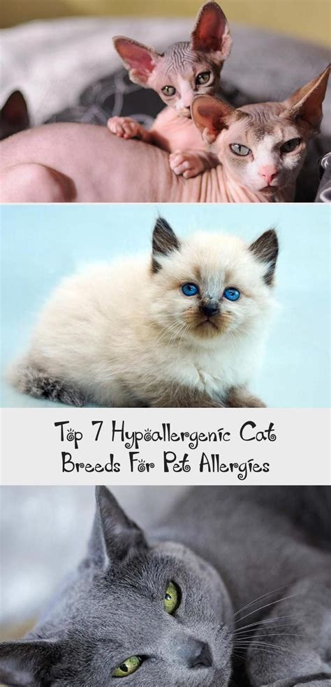 Top 7 Hypoallergenic Cat Breeds For Pet Allergies In 2020 With Images