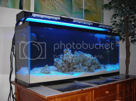 New Sand Bed Dsb 3reef Aquarium Forums