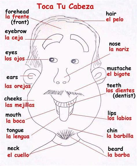 Las Partes De La Cara Spanish Lessons Online Spanish Lessons For