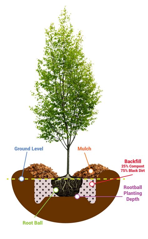 Keyword For Tree Planting Guide