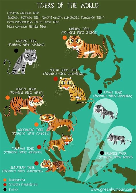 Tigers Of The World By Rohanchak Tiger Facts Tiger Species Animals Wild