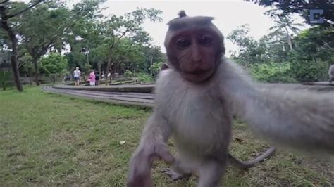 Video Monkey Steals Camera To Take Perfect Selfie Video Abc News
