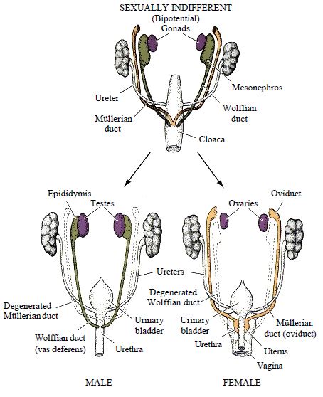 Development Of The Reproductive System