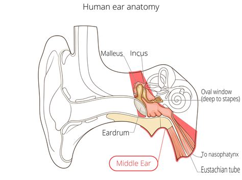 Ear Anatomy Causes Of Hearing Loss Hearing Aids Audiology
